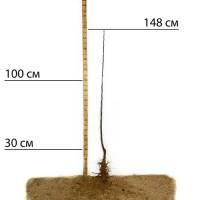 Саджанці яблуні Голден Делішес - 1-річний