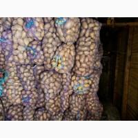 Продам товарну картоплю