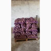 Продам товарну картоплю гуртом