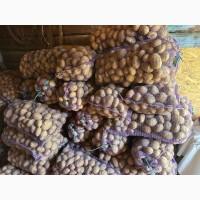 Продам товарну картоплю