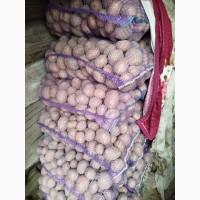 Продам товарну картоплю