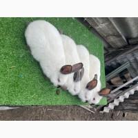 Кролики різних порід