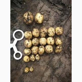 Насіннєва картопля Саншайн Чернігівська область купити для посадки, роздріб від 10 кг