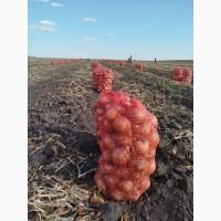 Продам цибулю гібрид делфіс