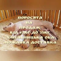 Продам поросят