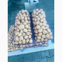 Продаємо миту, немиту картоплю рів’єра