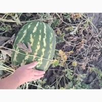 Продам кавун