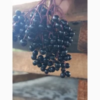 Куплю ягоди чорної бузини
