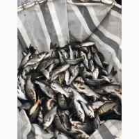 Продам зарибок толстолоба