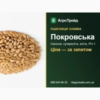 Сорт Покровська (озима пшениця) - насіння супереліта, еліта, РН-1 з документами