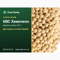 Посівний горох КВС Хамелеон - насіння еліта, РН-1