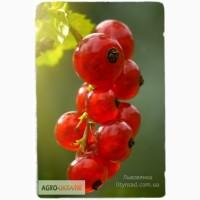 Продаем саженцы смородины Львовянка, Украинка, Чернеча | частный питомник LITYNSAD