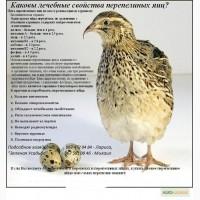 Перепелиные яйца