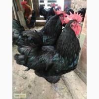 Продам (обменяю) петухов Джерсийский гигант, Маран