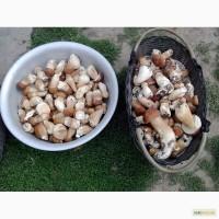 Продам сушений білий гриб