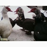 Коричнево-белая Индоутка
