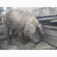 Продам або обміняю робочого кнура венгерської мангалиці