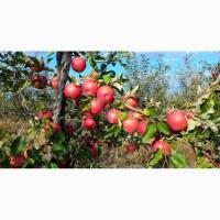 Продам яблоки разных сортов (Урожай 2018)