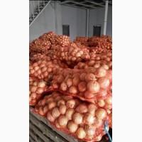 Продам лук Штутгарт 100 тонн со склада