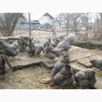 Яйце Амрокс Лівенська ситцева