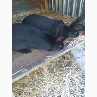 Продам кролів породи Німецький строкач