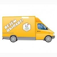 Инкубационные яйца бройлеров. Импорт, Украина.Специальное предложение