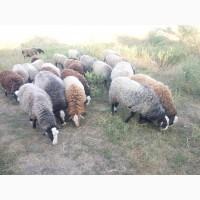 Продам домашние бараны, ярки, ягнята романовской породы, мясо баранины