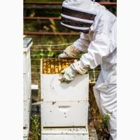 Продам бджолопакети: Карпатка 2020р. Закарпатська обл. рамка: Дадан