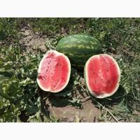 Продам АРБУЗ, с Поля, ОПТ