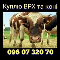 Куплю ВРХ, бики, корови, коні. В Вінницькій, Хмельницькій, Черкаскій та сусідніх областях
