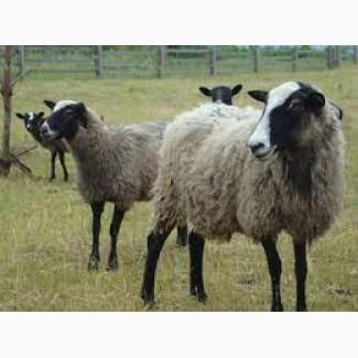Продам вівці