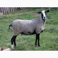 Продам вівці