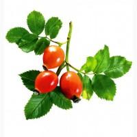 Куплю шипшину оптом