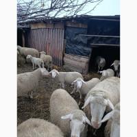 Продам ягнят крос мереноландшаф і мереноландшафт