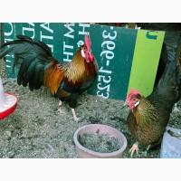 Леггорн палевий, золото, куріпчастий. Кури, курчата, яйце інкубаційне