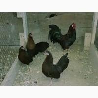 Леггорн палевий, золото, куріпчастий. Кури, курчата, яйце інкубаційне