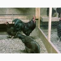 Леггорн палевий, золото, куріпчастий. Кури, курчата, яйце інкубаційне