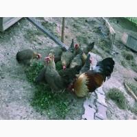 Леггорн палевий, золото, куріпчастий. Кури, курчата, яйце інкубаційне