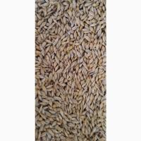 Продам пшеницю, ячмінь