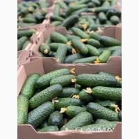 Продам огірки тепличні