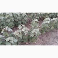Продам саджанці смородини чорної