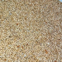 Продам насіння просо для пожнивних посівів