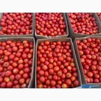 Продам полевой помидор