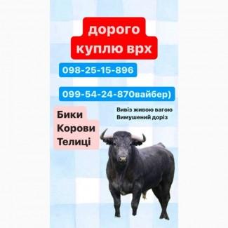 Закуповуємо ВРХ по всій Харківській області, будь яка кількість, вигідні умови для вас