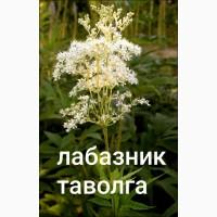 Таволга сажанці