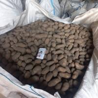 Продам насінневу картоплю Гранада