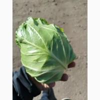 Продам молоду капусту