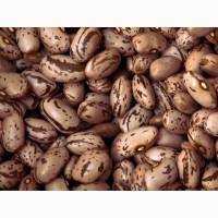 Квасоля. Опт. Доставка