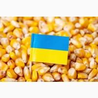 Куплю КУКУРУДЗУ по всій Україні