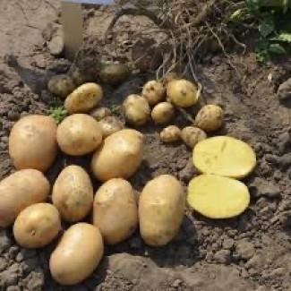 Посадкова картопля Саншайн Харківська область купити з доставкою, роздріб від 10 кг